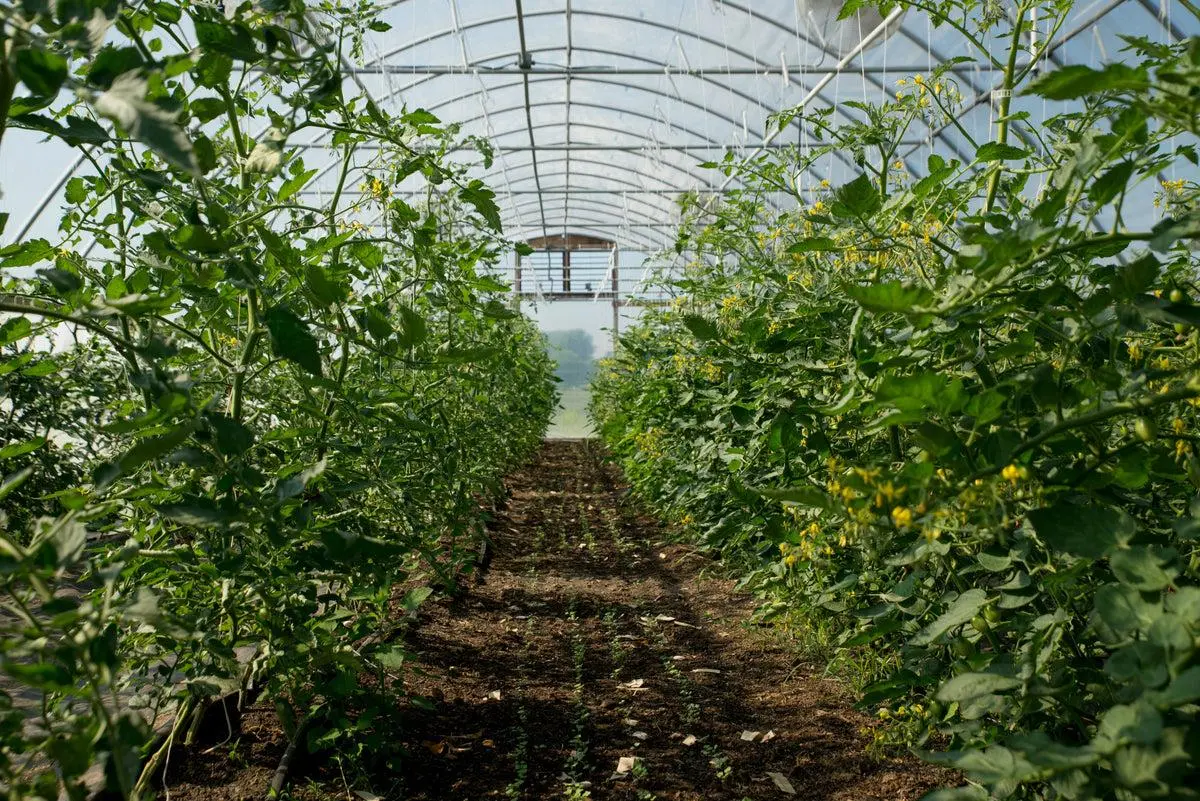 Green Wagon Farm, a partner farm supplying CC's Market